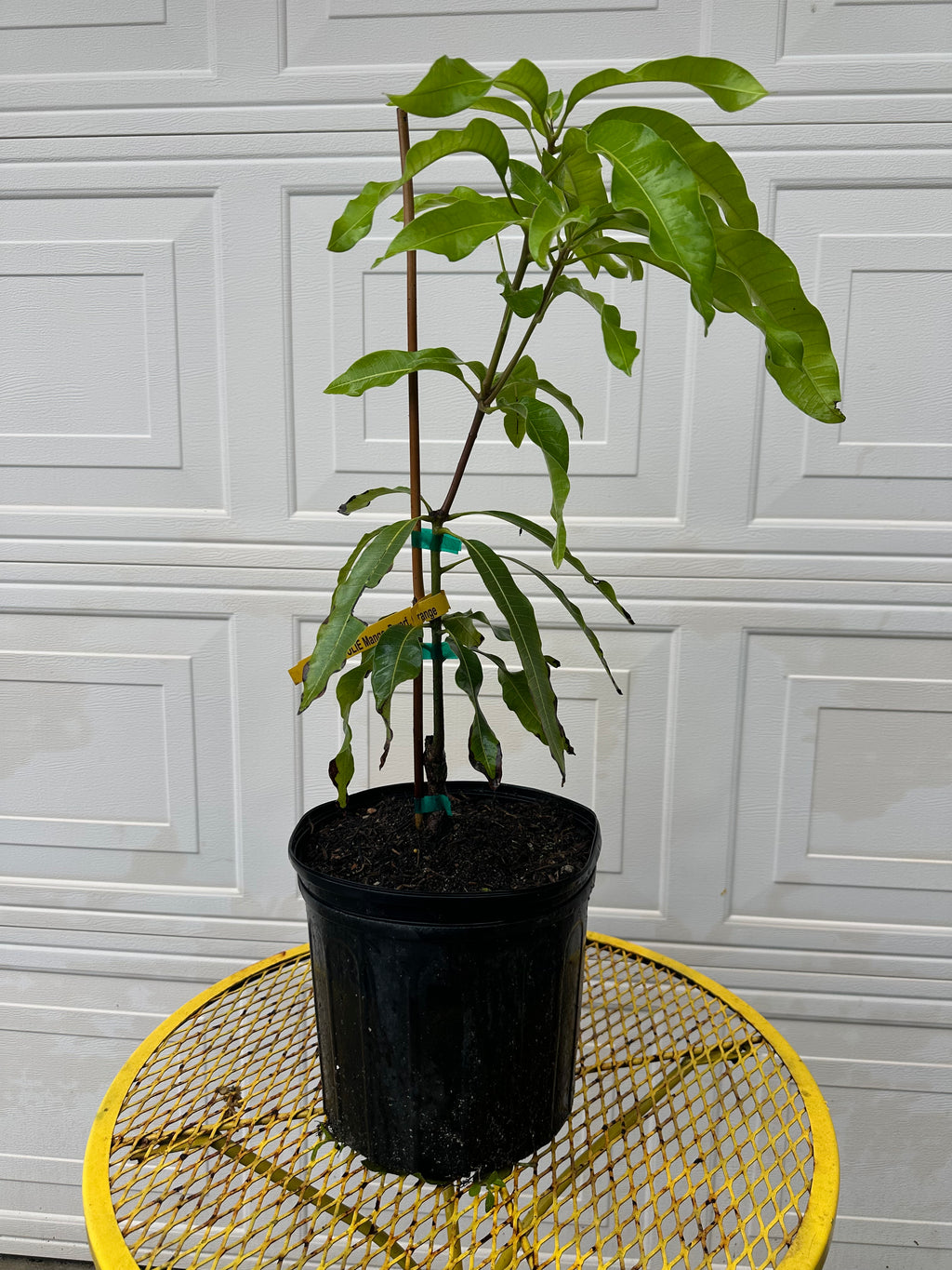 Julie Mango trees 3 gal pot ( Patio Mango )