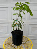 Julie Mango trees 3 gal pot ( Patio Mango )