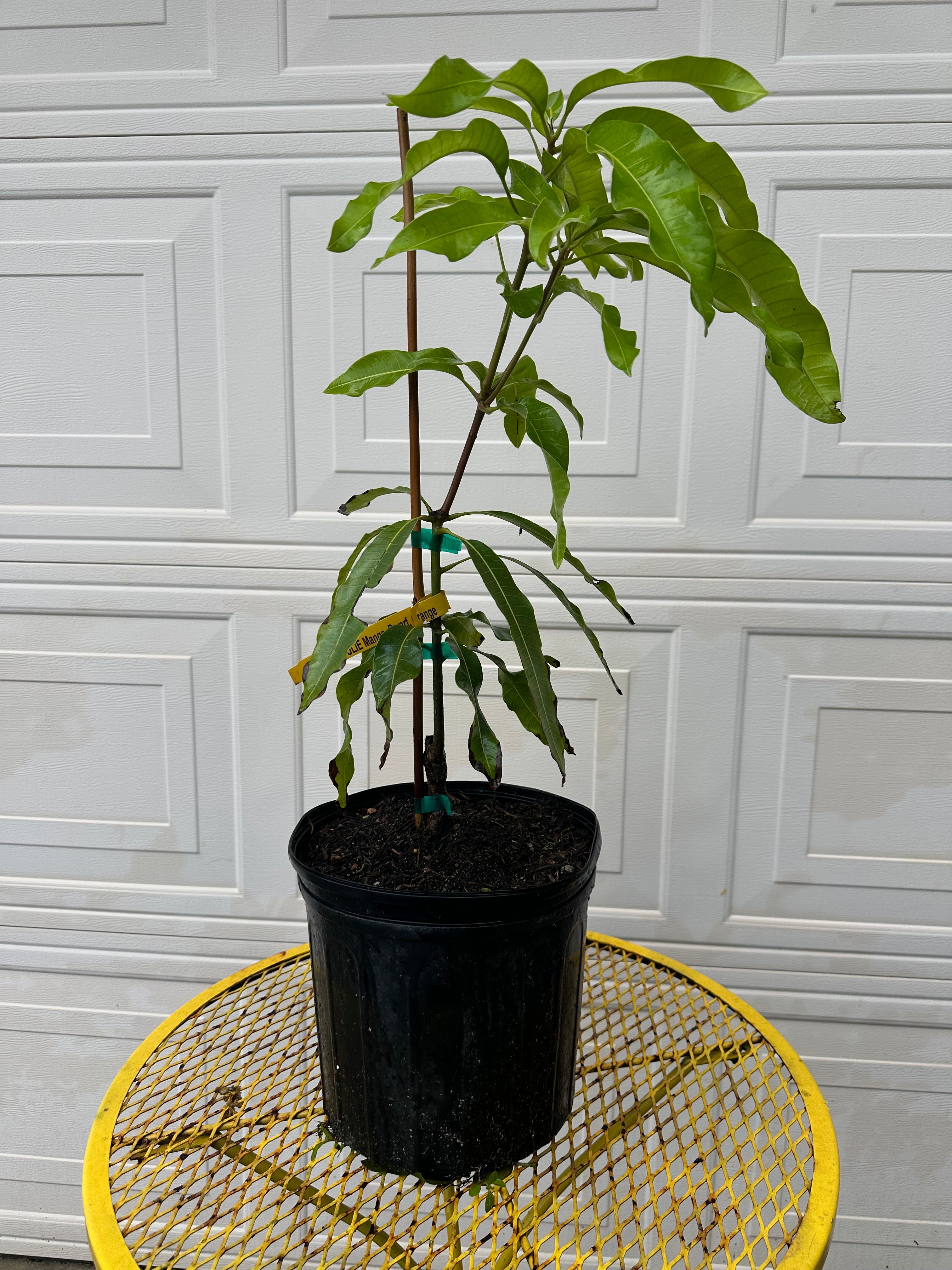 Lemon Zest Mango Tree – Island Gardeners Nursery
