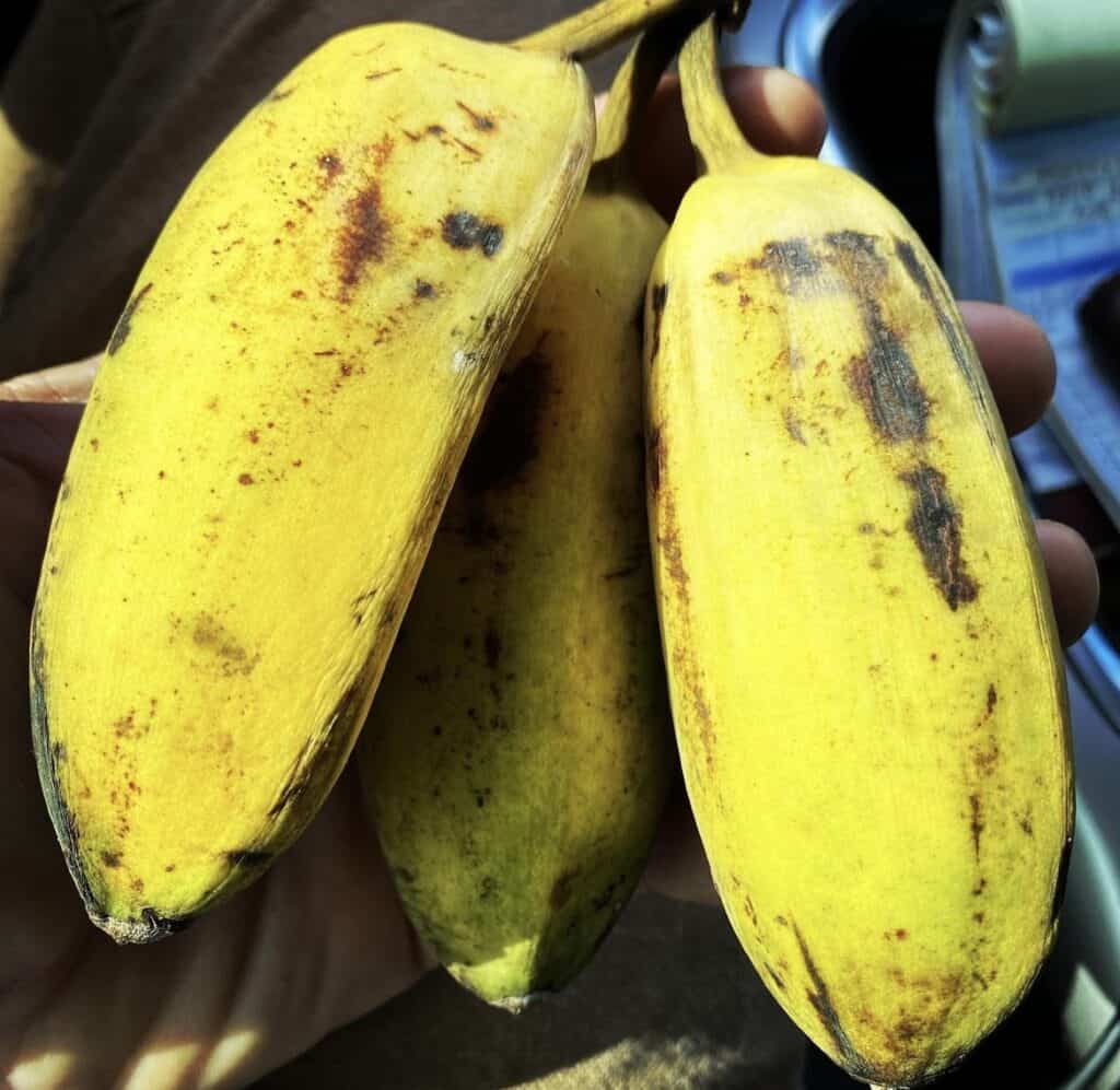 Ice Cream Banana / Blue java banana