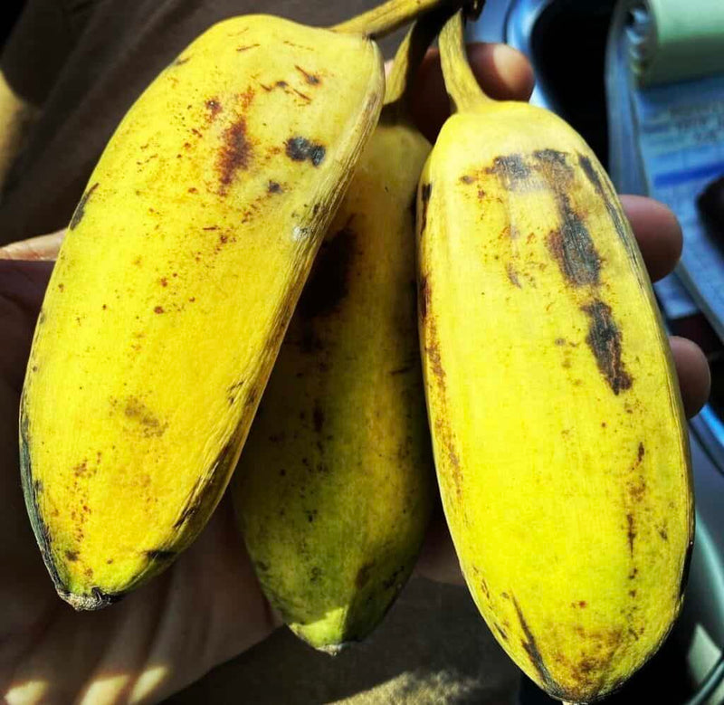 Ice Cream Banana / Blue java banana