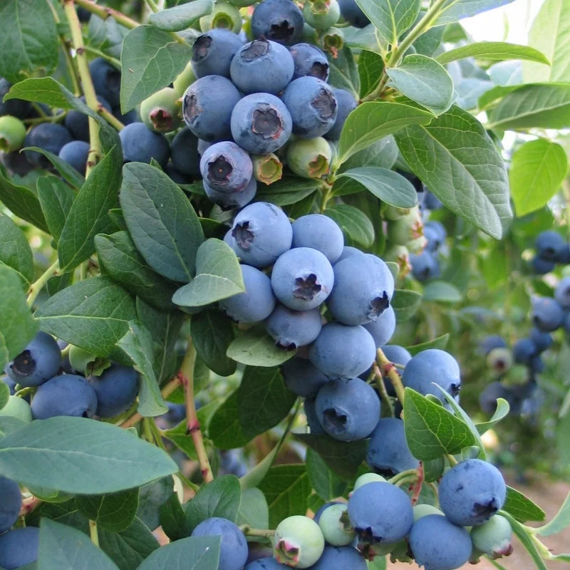 BlueBerry Bush