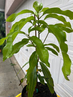 Julie Mango trees 3 gal pot ( Patio Mango )