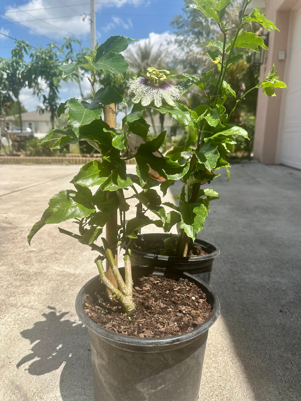Purple Passion Fruit Vine  ( Summer + Fall )