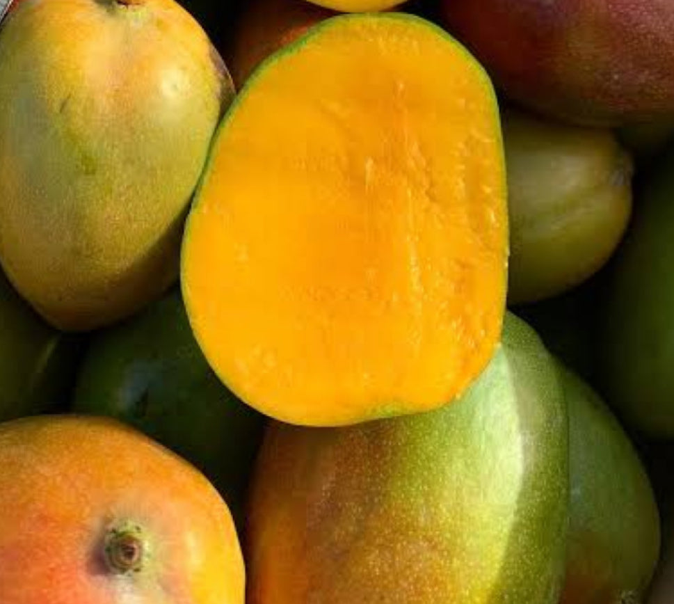 Super Julie Mango trees 3 gal pot +