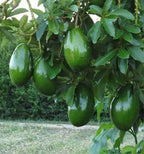 Choquette type A avocados growing on a backyard avocado tree