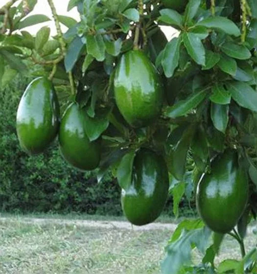 Choquette type A avocados growing on a backyard avocado tree