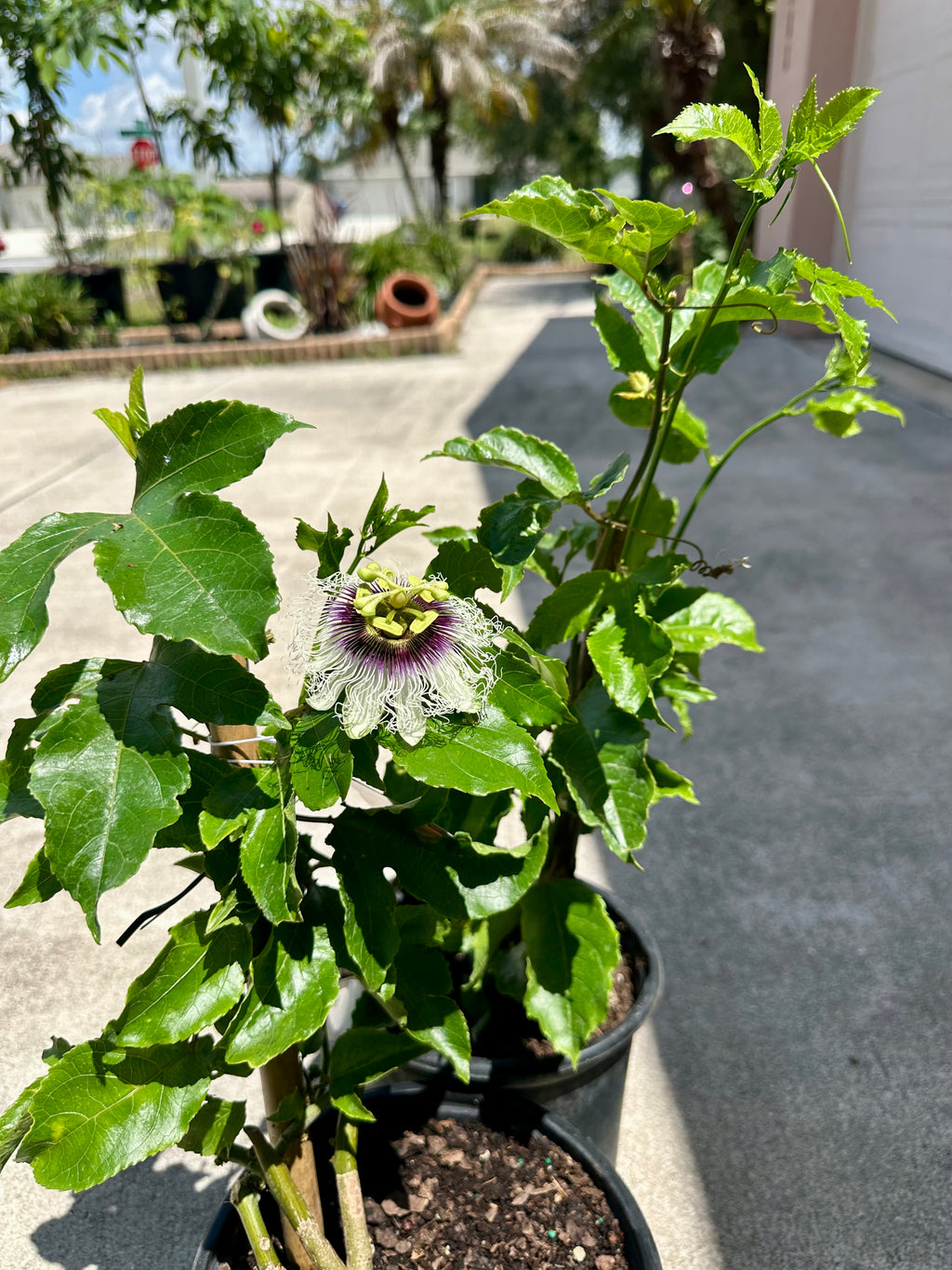 Purple Passion Fruit Vine  ( Summer + Fall )