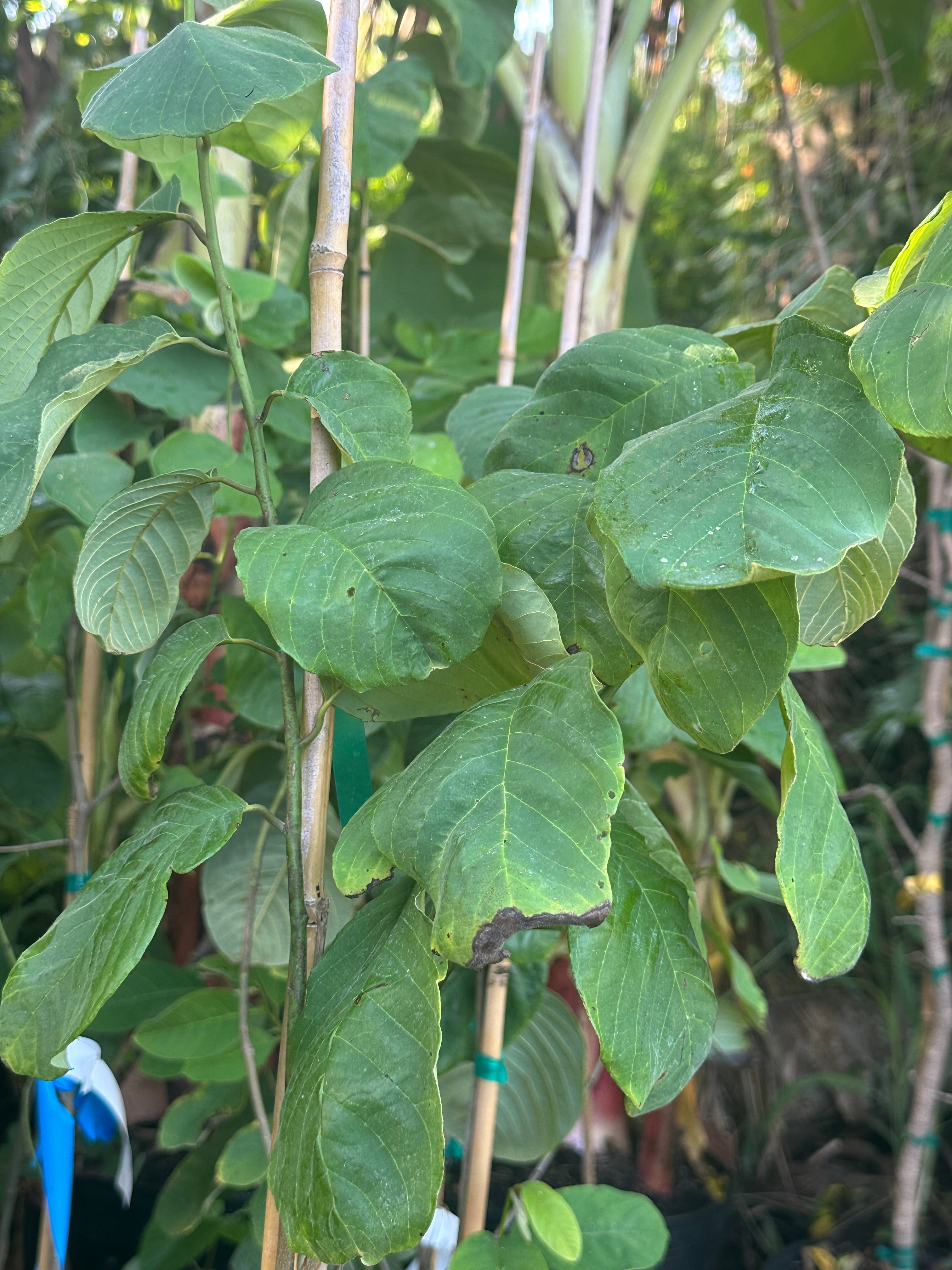 Custard apple - 3 gal