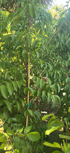 Soursop Tree