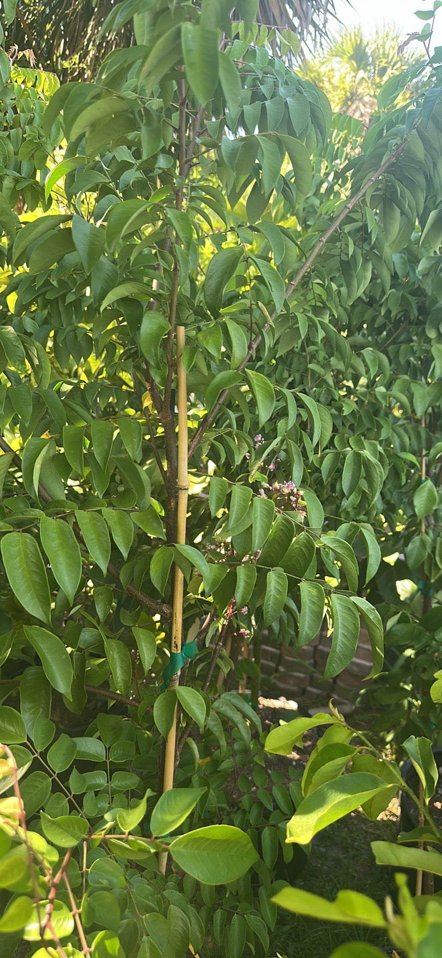 Soursop Tree