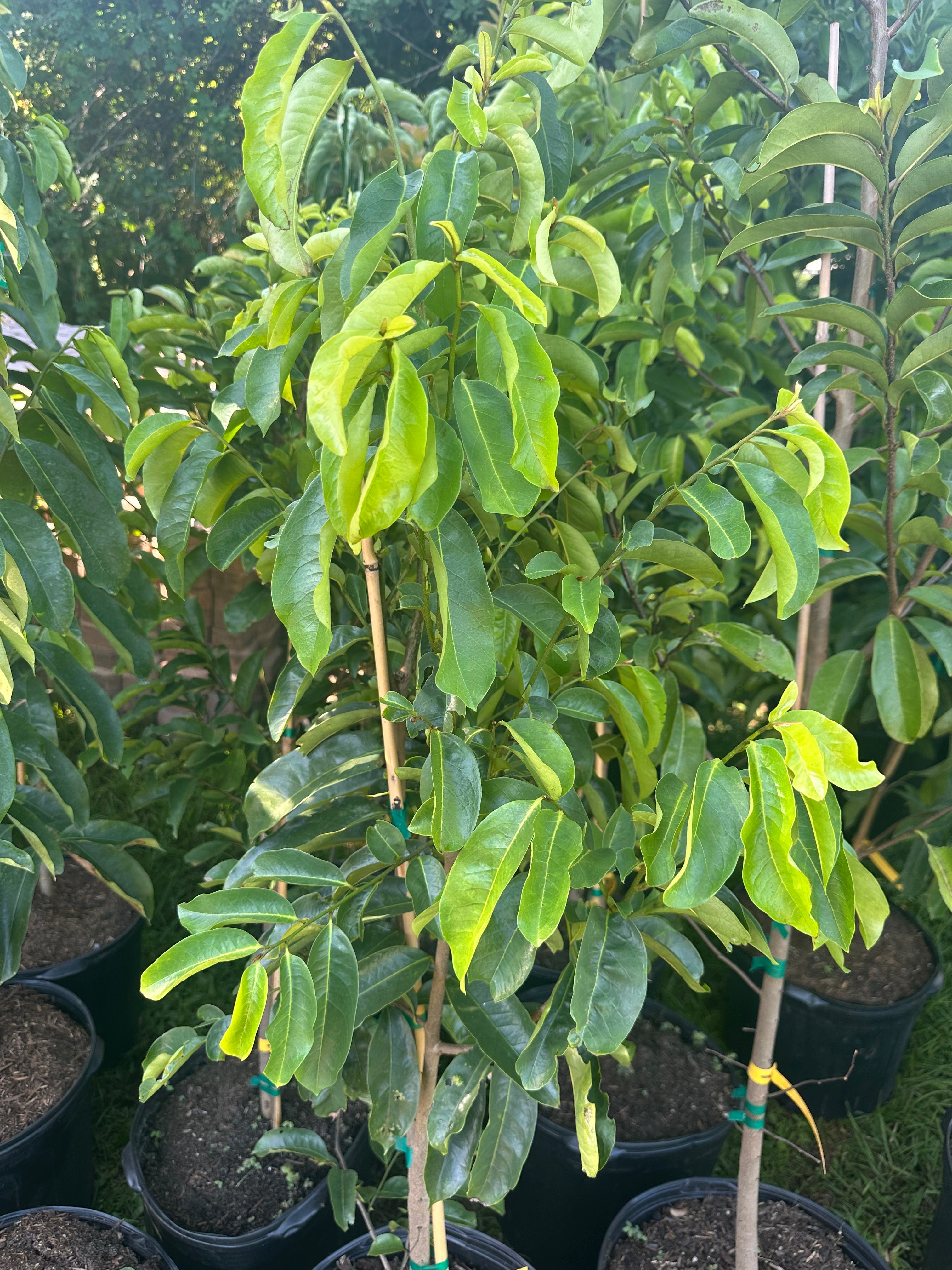 Soursop Tree