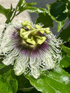Purple Passion Fruit Vine  ( Summer + Fall )
