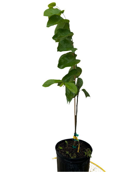 Priestly Atemoya Annona