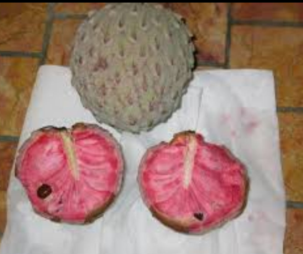 Llama fruit tree - 3 gal