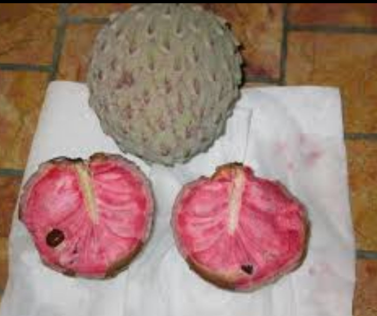 Llama fruit tree - 3 gal