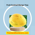 Fruit Cocktail Mango Tree Grafted ( mid-late Season )