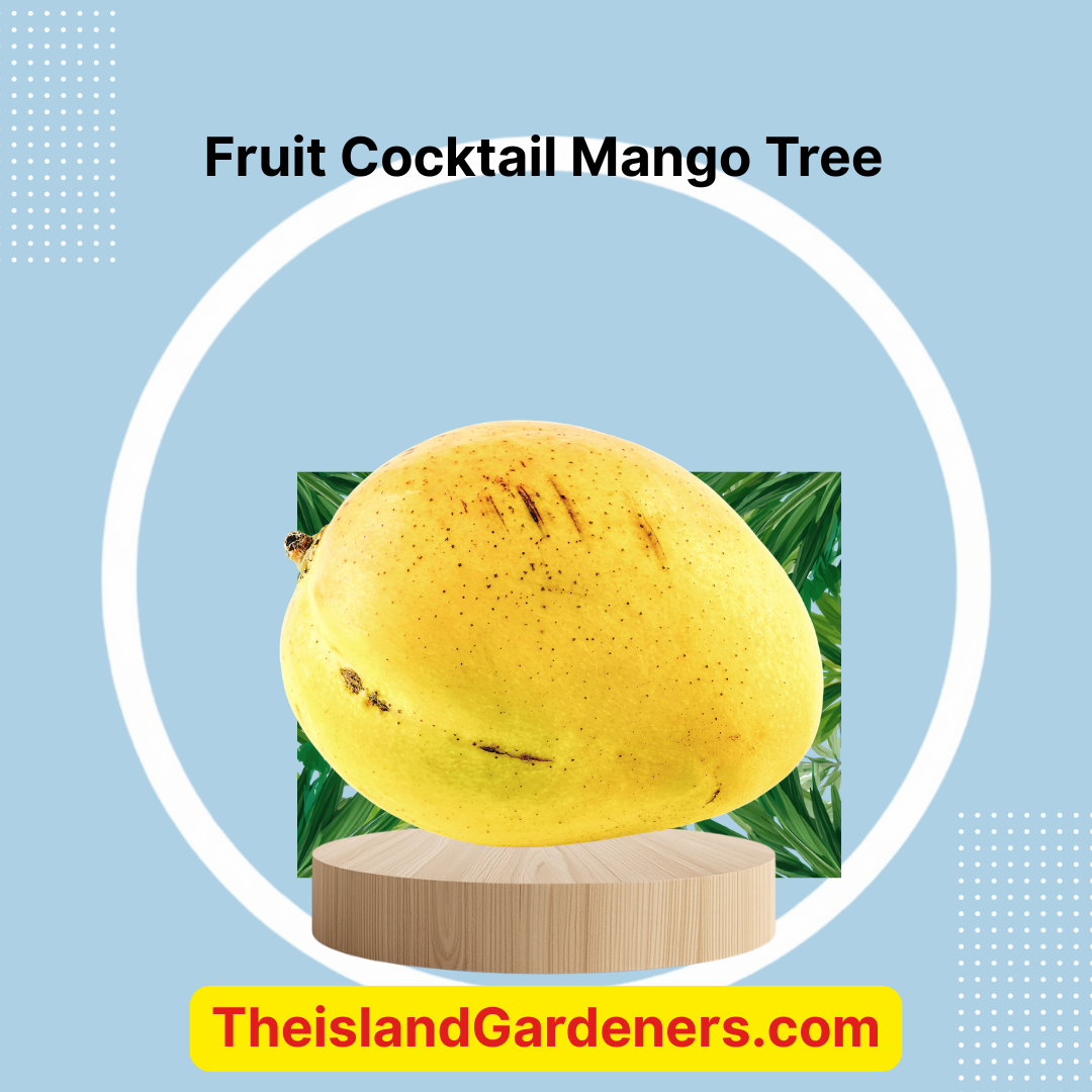 Fruit Cocktail Mango Tree Grafted ( mid-late Season )