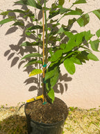 Sugar apple Trees - 3 gal