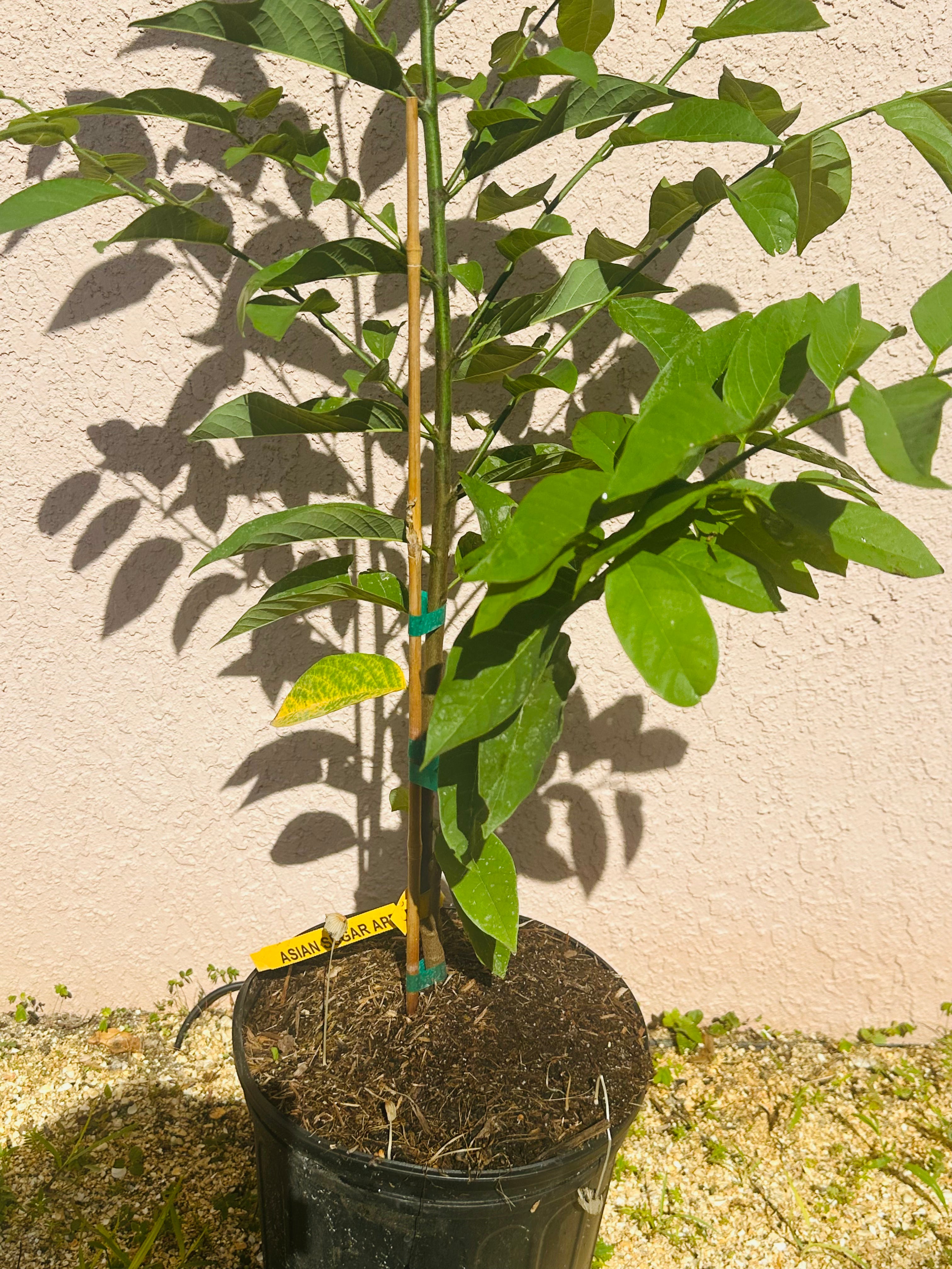 Sugar apple Trees - 3 gal
