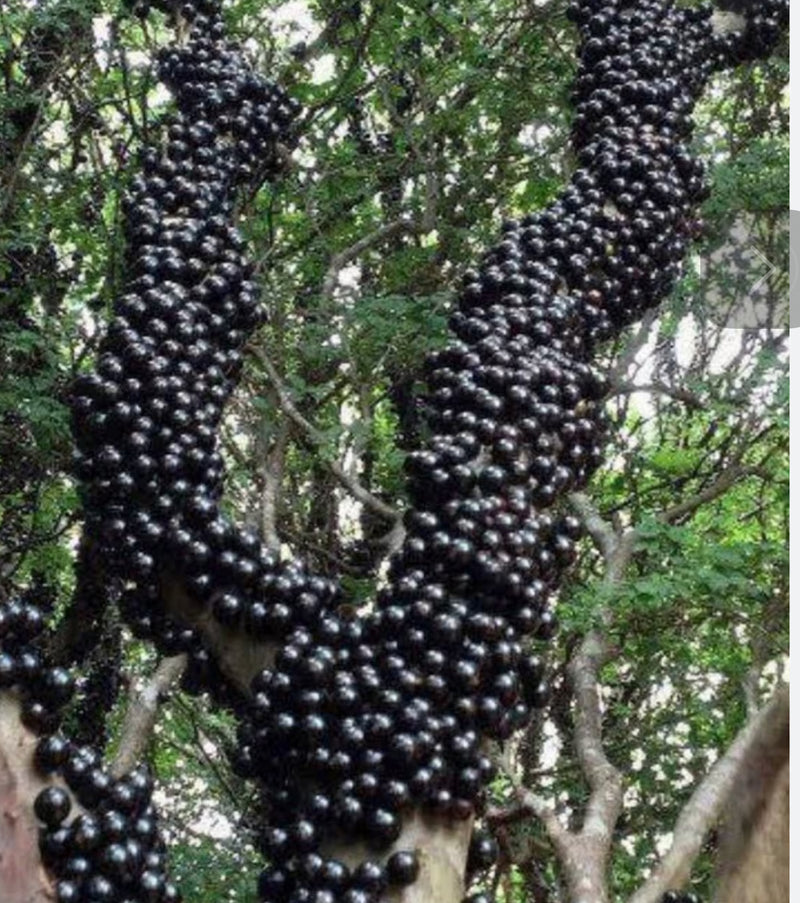 Jaboticaba Tree 3 gal pot