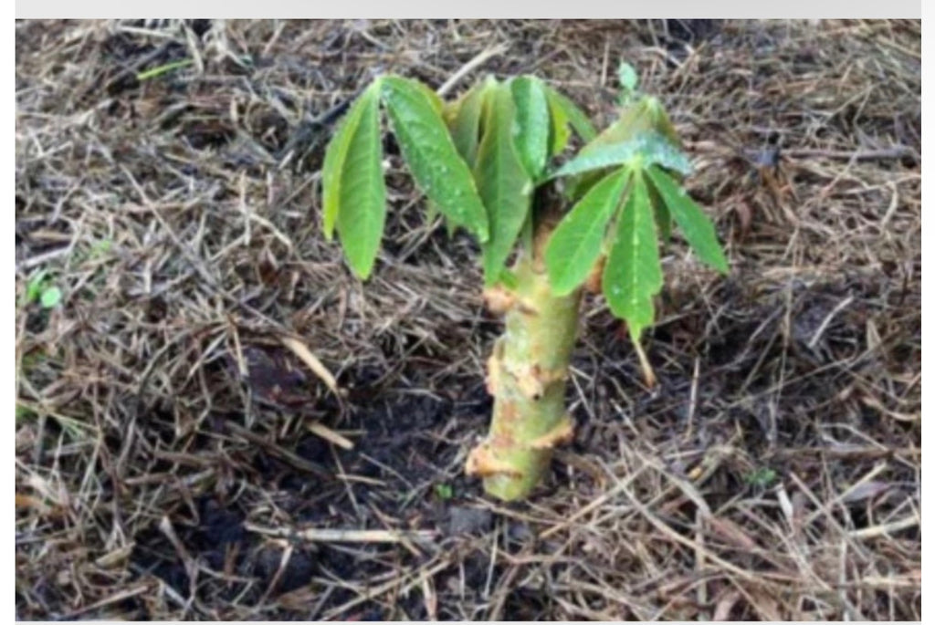 Yucca / Cassava Cuttings ( Sweet Variety )