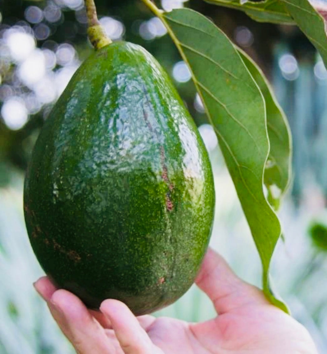 Monroe Avocado Tree – The Island Gardeners