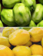 Dwarf Ever-Bearing June Plum (Golden Apple / Cây Cóc)