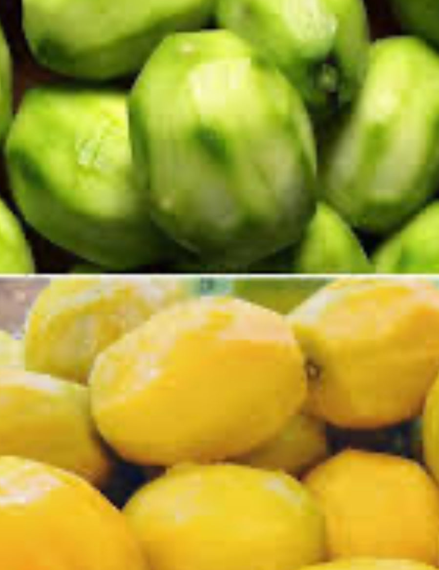 Dwarf Ever-Bearing June Plum (Golden Apple / Cây Cóc)