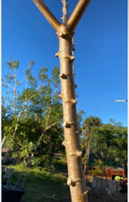 Yucca / Cassava Cuttings ( Sweet Variety )