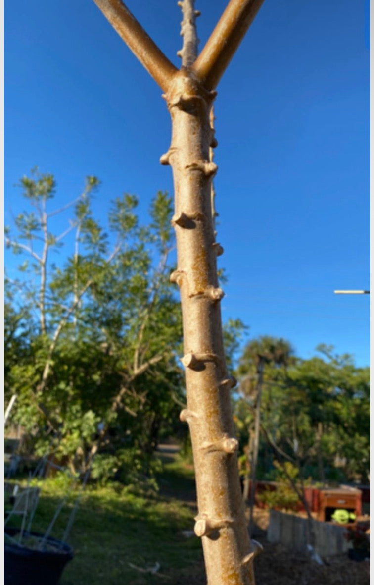 Yucca / Cassava Cuttings ( Sweet Variety )
