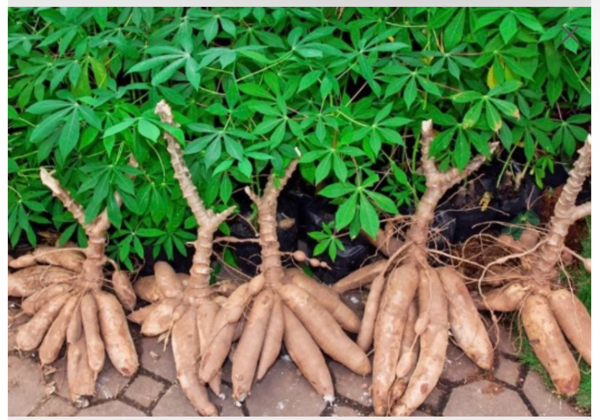 Yucca / Cassava Cuttings ( Sweet Variety )