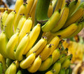 Dwarf cavendish Banana