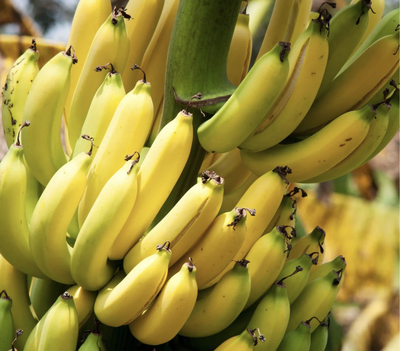 Dwarf cavendish Banana