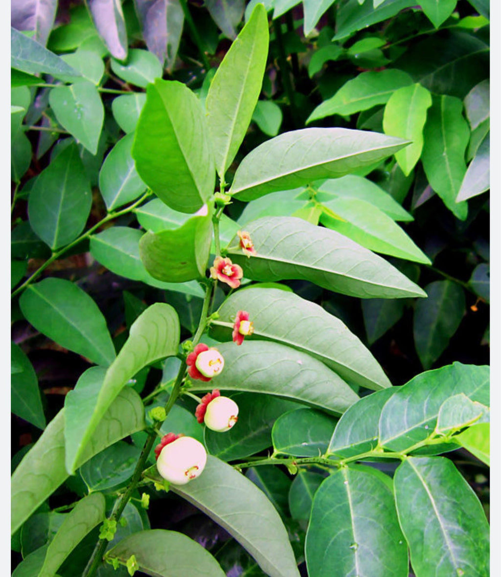 Katuk Plant (Sauropus androgynus)