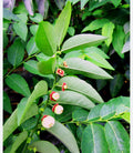 Katuk Plant (Sauropus androgynus)
