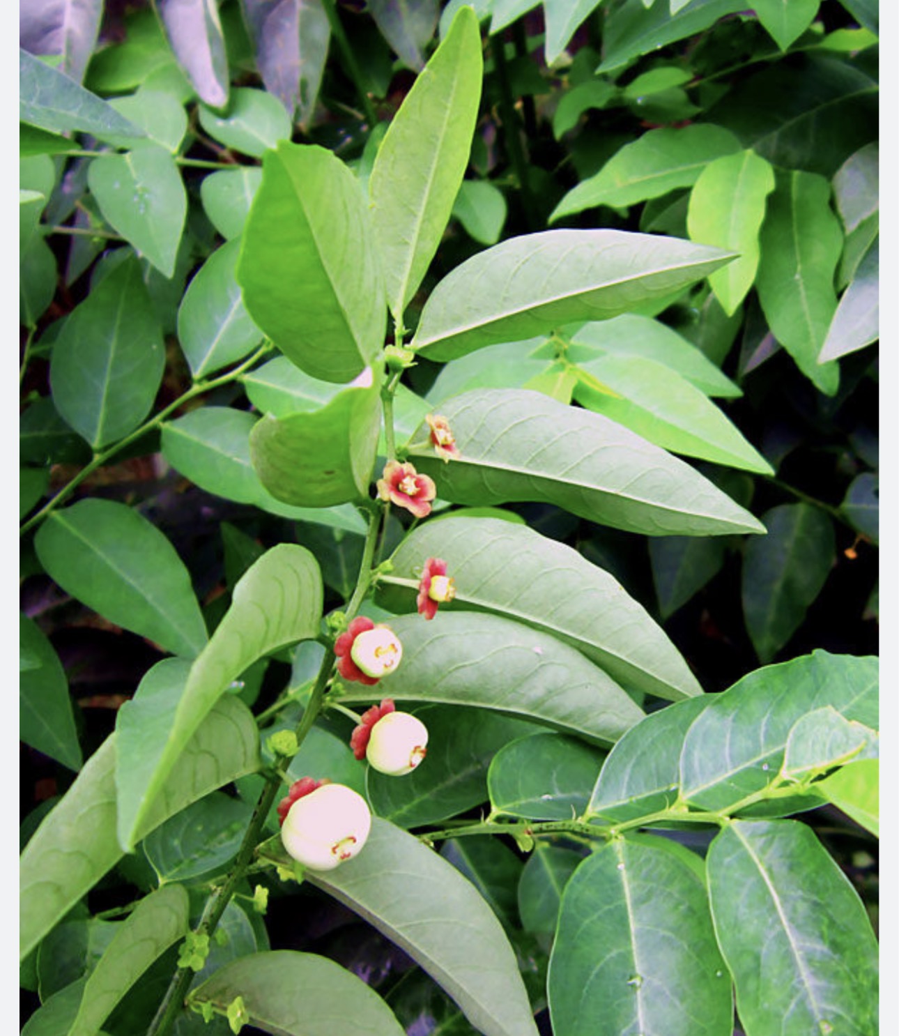 Katuk Plant (Sauropus androgynus)