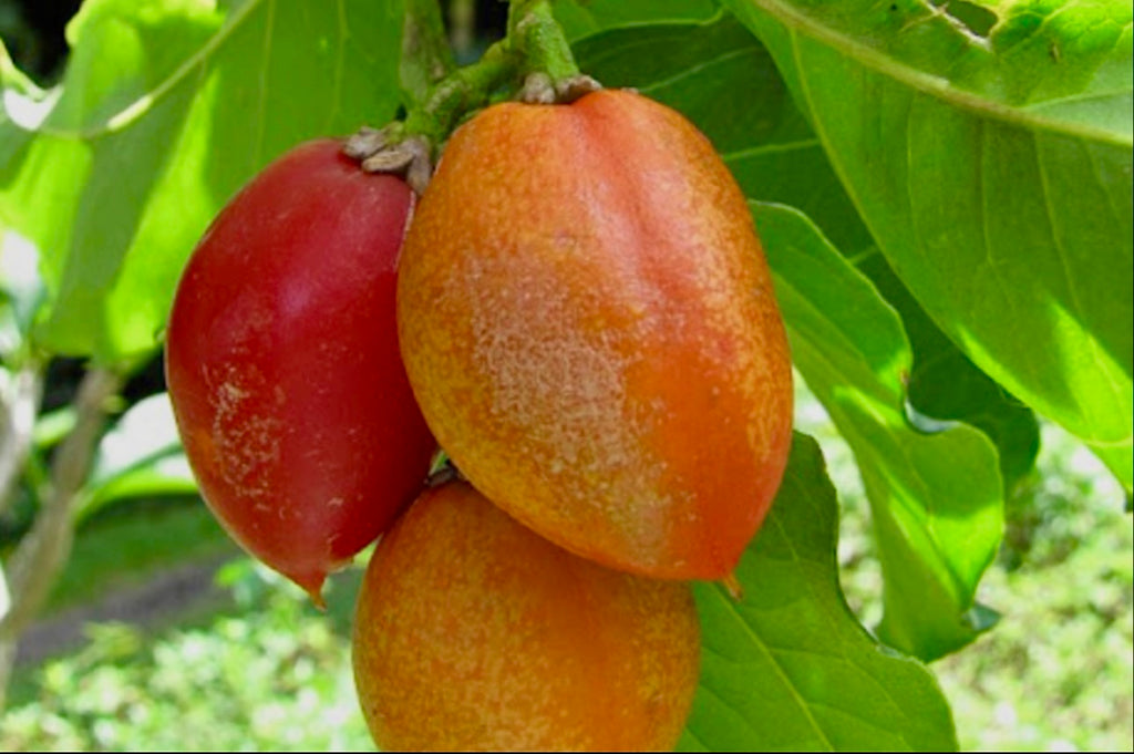 Peanut butter fruit tree  ( all Season )