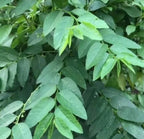 Katuk Plant (Sauropus androgynus)