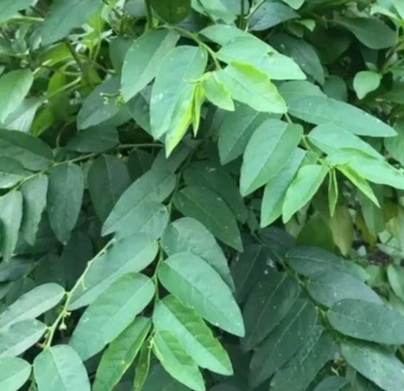 Katuk Plant (Sauropus androgynus)