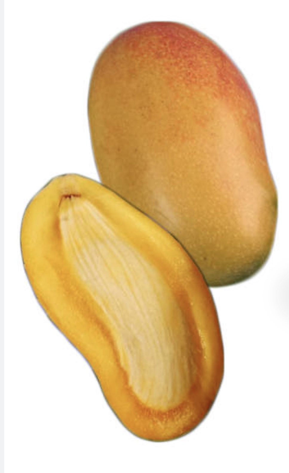 Valencia Pride Mango Tree Grafted ( Late Season )