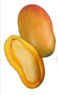 Valencia Pride Mango Tree Grafted ( Late Season )
