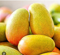 East Indian Mango 3 gal pot | The island Gardeners