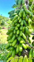 Bilimbi tree  ( all Season )