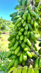 Bilimbi tree  ( all Season )