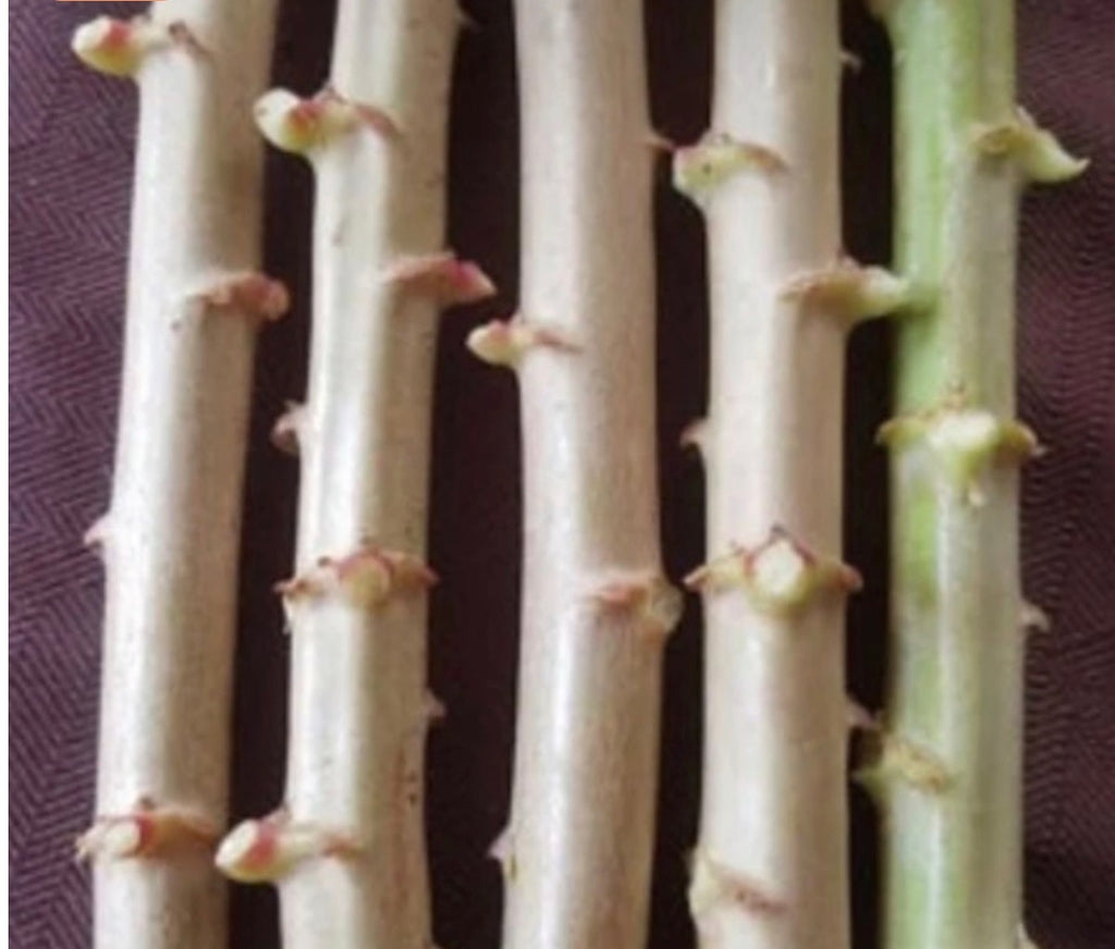 Yucca / Cassava Cuttings ( Sweet Variety )