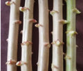 Yucca / Cassava Cuttings ( Sweet Variety )