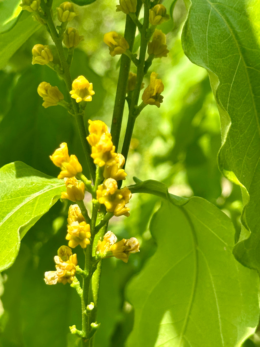 Peanut butter fruit tree  ( all Season )