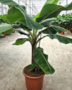Dwarf cavendish Banana