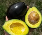 Bragdon Avocado Tree – The Island Gardeners